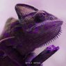 Zepha B - Reptiles (Original Mix)