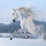 Wonderland Avenue  - White Horse (Nikita extended watts)