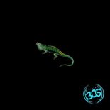 RhythmDB - Night Of The Iguana (Extended Mix)