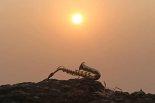 Dj Tomi & Mafi Sax - Sun Above Us