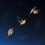 Swim - Everything You Need