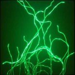 ADN - Bioelectric Dream