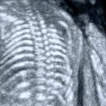 Joey Tuckshop - One Day I'll Tell Him