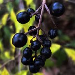 Bode V - Blind Rain (Original Mix)